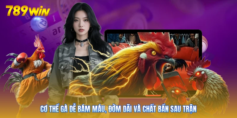Cơ thể gà dễ bám máu, đờm dãi và chất bẩn sau trận