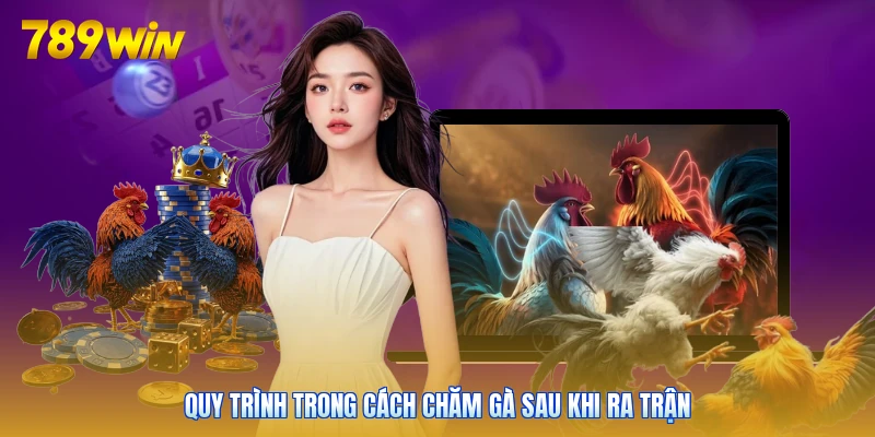 Quy trình trong cách chăm gà sau khi ra trận